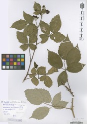 B100215909_1_Rubus_albiflorus.zif