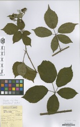 B100259002_1_Rubus_circipanicus.zif