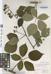 B100591418_1_Rubus_albiflorus.zif