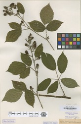 B100630075_1_Rubus_circipanicus.zif