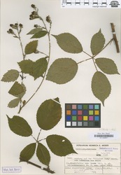 B100630077_1_Rubus_circipanicus.zif