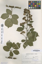 B100630108_1_Rubus_polyanthemus.zif