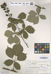 B100630110_1_Rubus_polyanthemus.zif
