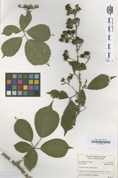 B100630112_1_Rubus_polyanthemus.zif