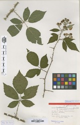 B100630187_1_Rubus_neumannianus.zif