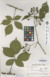B100630188_1_Rubus_neumannianus.zif
