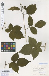 B100630196_1_Rubus_scissoides.zif