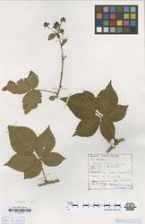 B100630197_1_Rubus_scissoides.zif