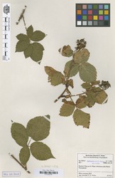 B100630198_1_Rubus_scissoides.zif