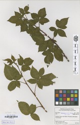 B100630198_2_Rubus_scissoides.zif