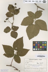 B100630202_1_Rubus_scissoides.zif