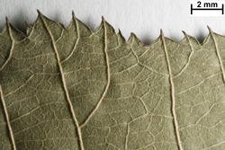 B100630208_u_Rubus_winteri.jpg