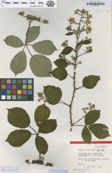 B100630246_1_Rubus_raduloides.zif