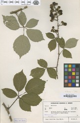 B100630247_1_Rubus_raduloides.zif