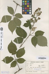 B100630248_1_Rubus_raduloides.zif