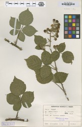 B100630280_1_Rubus_anisacanthos.zif