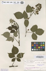 B100630285_1_Rubus_anisacanthos.zif