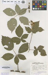 B100630289_1_Rubus_albiflorus.zif