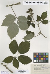 B100630290_1_Rubus_albiflorus.zif