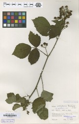 B100630293_1_Rubus_albiflorus.zif
