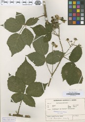 B100630320_1_Rubus_horridus.zif