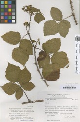B100630321_1_Rubus_horridus.zif