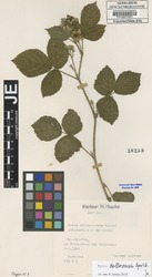 FR0007931_1_Rubus_dollnensis.zif