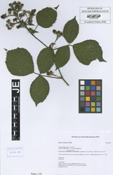 FR0007940_1_Rubus_foliosus.zif