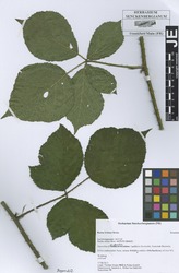 FR0007940_2_Rubus_foliosus.zif