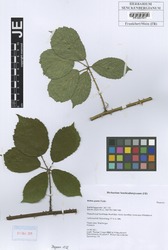 FR0007947_1_Rubus_gratus.zif