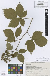 FR0007949_1_Rubus_gratus.zif
