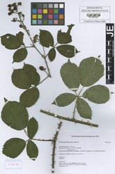 FR0007961_1_Rubus_polyanthemus.zif