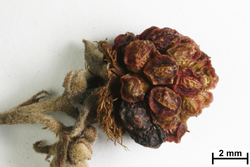 FR0007961_b_Rubus_polyanthemus.jpg