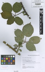 FR0007967_1_Rubus_raduloides.zif