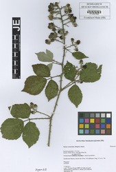 FR0007967_2_Rubus_raduloides.zif