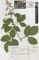 FR0007969_1_Rubus_pyramidalis.zif
