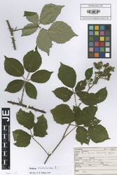 FR0009876_1_Rubus_raduloides.zif
