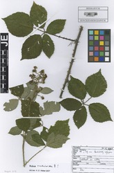 FR0009876_2_Rubus_raduloides.zif