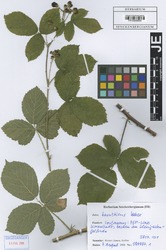 FR0028693_1_Rubus_baruthicus.zif