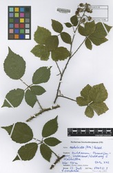 FR0044277_1_Rubus_raduloides.zif