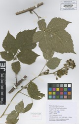 FR0105885_1_Rubus_horridus.zif