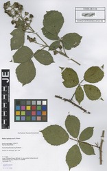 FR0106879_1_Rubus_leptothyrsos.zif