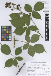 FR0106882_1_Rubus_leptothyrsos.zif