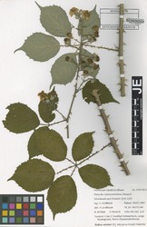 FR0106949_1_Rubus_winteri.zif