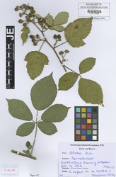 FR0113386_1_Rubus_foliosus.zif