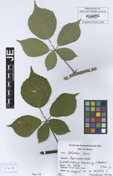 FR0113386_2_Rubus_foliosus.zif