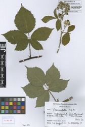 FR0113395_2_Rubus_fasciculatus.zif