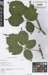 FR0115006_2_Rubus_cimbricus.zif