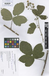 FR0115029_1_Rubus_baruthicus.zif