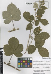 FR0115031_1_Rubus_baruthicus.zif